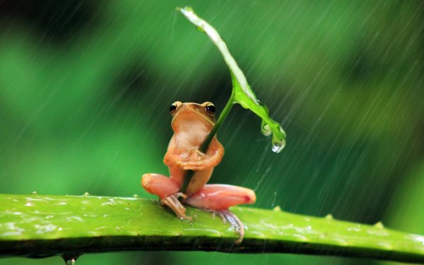 Лягушка под листом