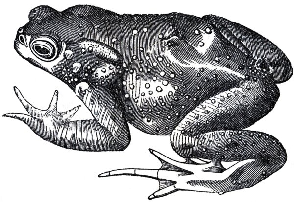 Лягушка гравюра