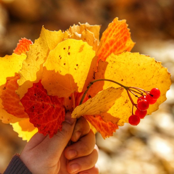 Букет осенних листьев