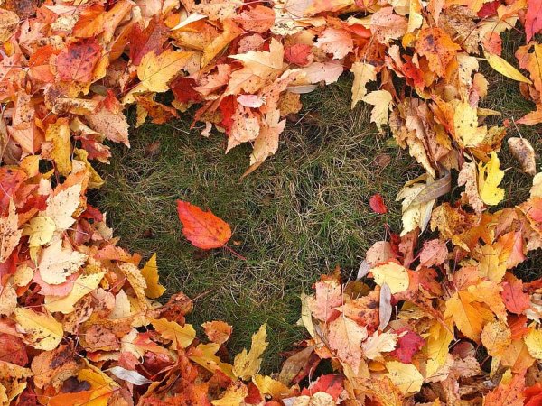 Сердце из осенних листьев