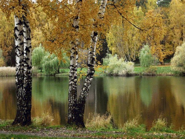 Озеро, Березовая роща, осень