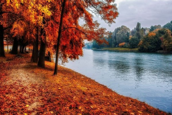 Осенний пейзаж с кленом