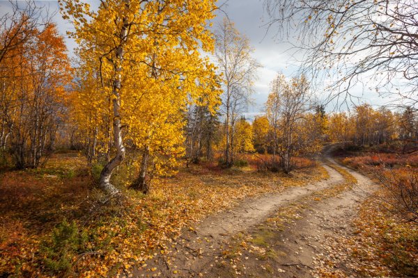 Осень в лесу
