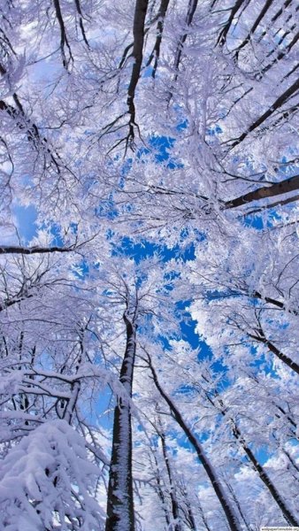 Зимние обои вертикальные