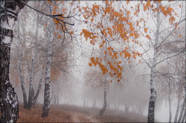 Береза поздней осенью