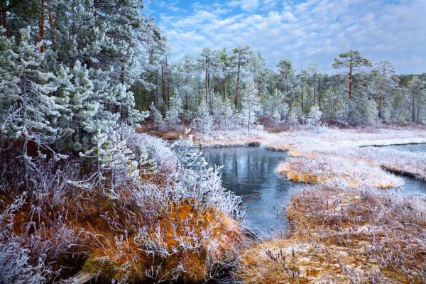 Первые заморозки