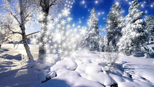 Волшебный зимний лес