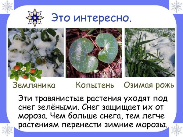 Растения которые под снегом остаются зелеными