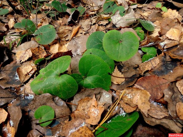 Копытень Европейский осень