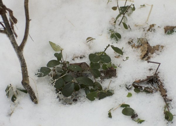 Копытень под снегом