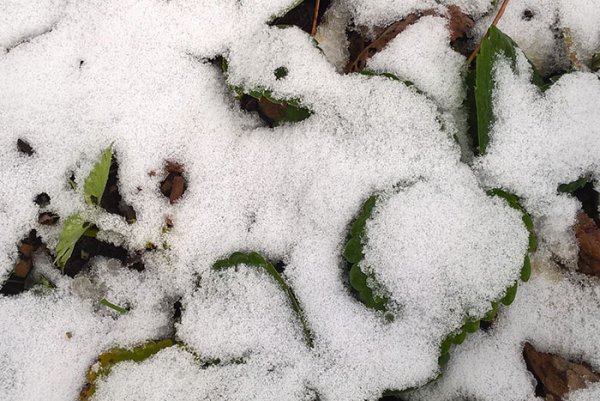 Копытень под снегом