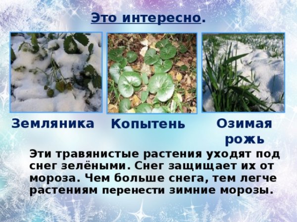 Какие растения зимуют под снегом