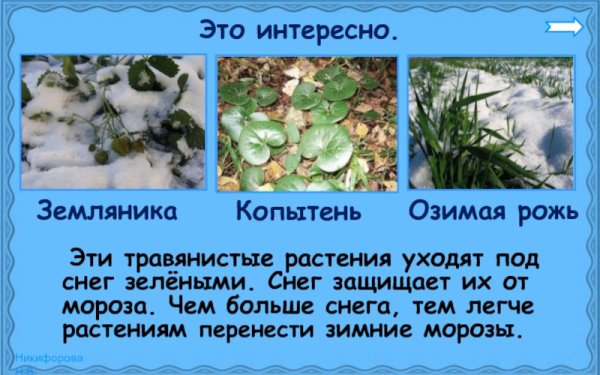 Какие растения уходят под снег зелеными