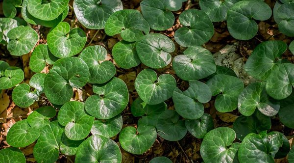 Копытень цветет двудольное