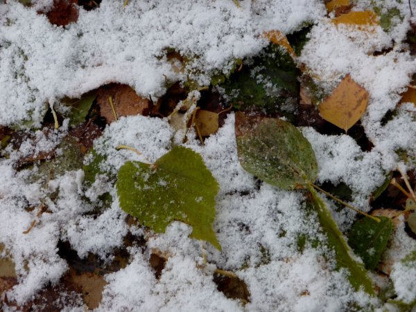 Копытень под снегом