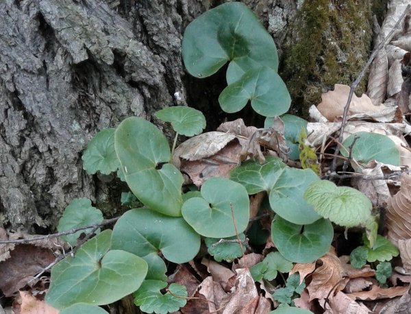 Копытень хвостатый