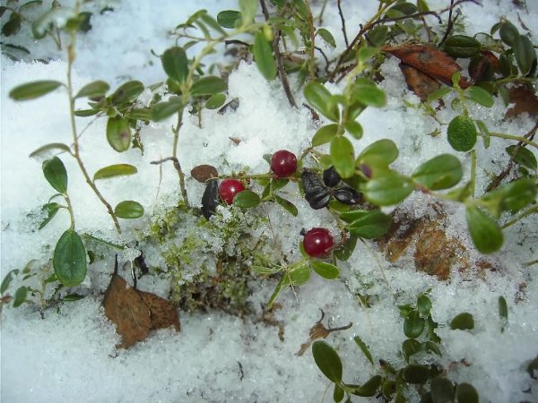 Брусника кустарник зимой
