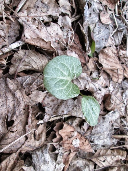 Копытень Европейский Asarum europaeum