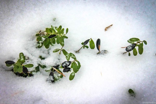 Брусника под снегом