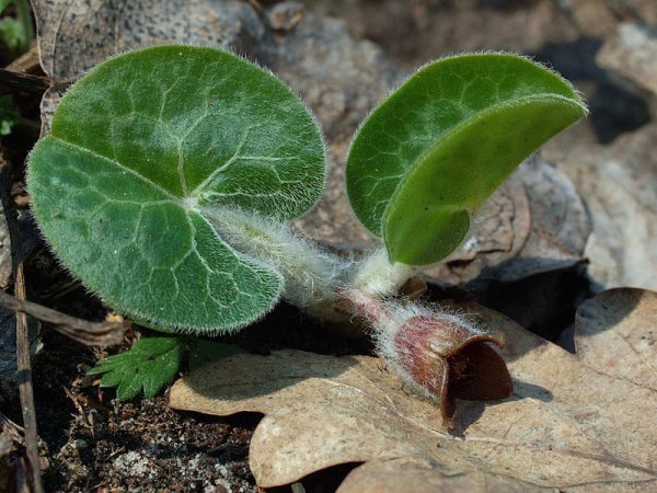 Копытень Европейский цветет