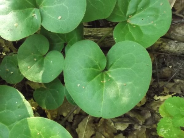 Хоста копытень Европейский