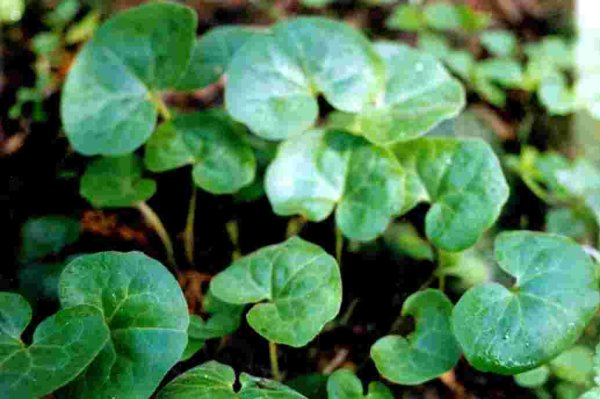 Копытень Европейский зимой