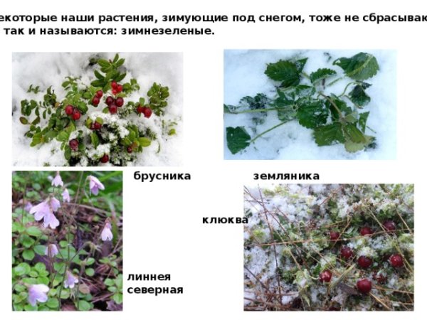 Растения которые зимуют под снегом