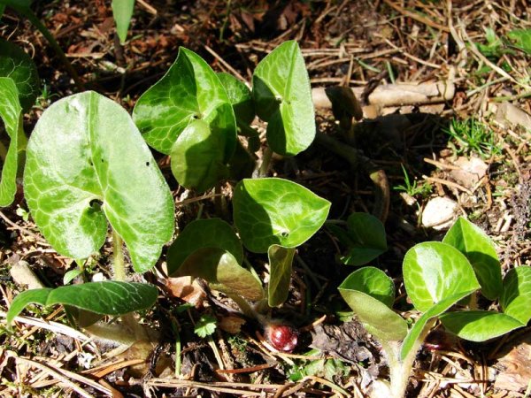 Раннецветущие растения копытень