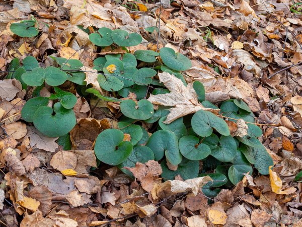 Копытень Людорфия