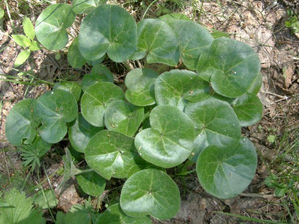 Копытень с желтыми цветами