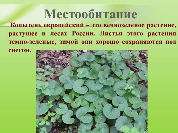 Трава копытень Европейский