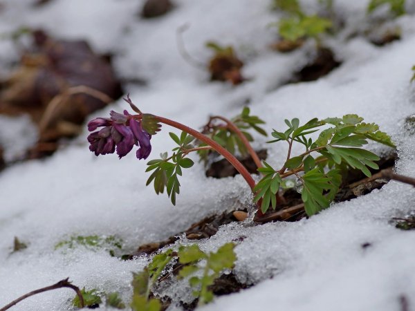 Медуница зимой