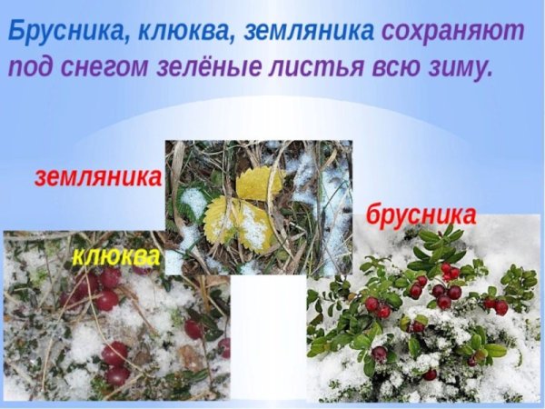 Растения зимой презентация