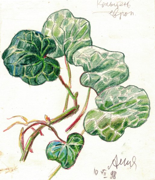 Копытень Европейский рисунок