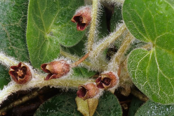 Копытень Европейский