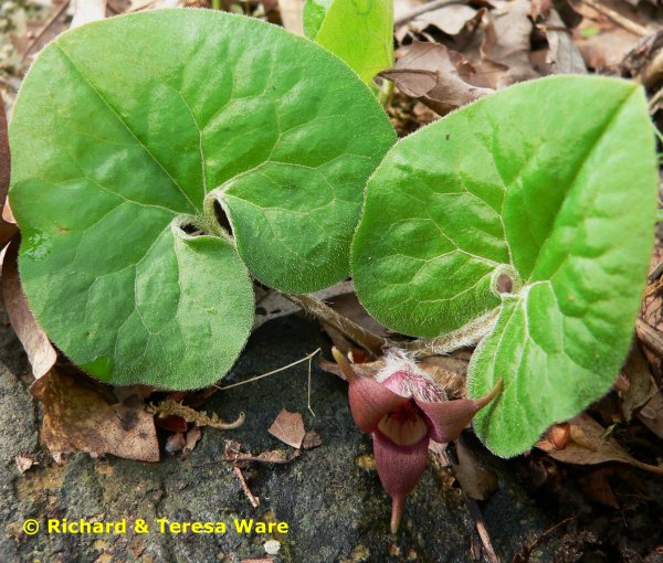 Asarum canadense (Азарум канаденсе ) копытень канадский