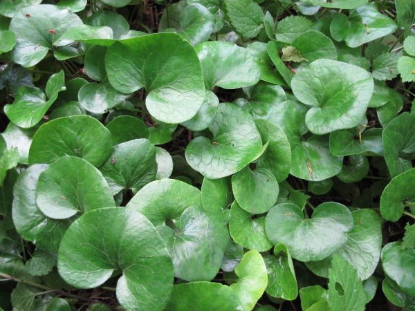 Копытень Европейский