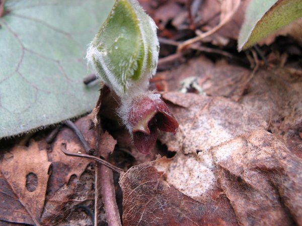 Копытень под снегом фото