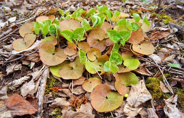 Копытень Европейский (Asarum europaeum) Окс i
