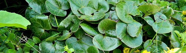 Копытень парень