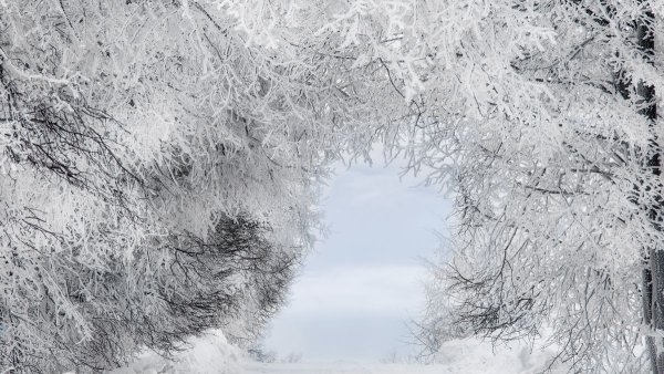 Зимний фон для портрета