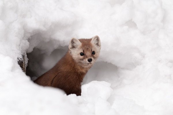 Норка Лесная куница