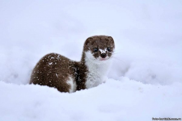 Снежный горностай