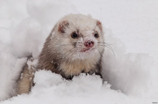 Хорёк Лесной белый