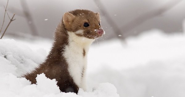 Лесная куница зимой