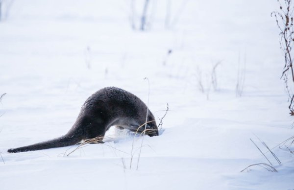 Норка в снегу