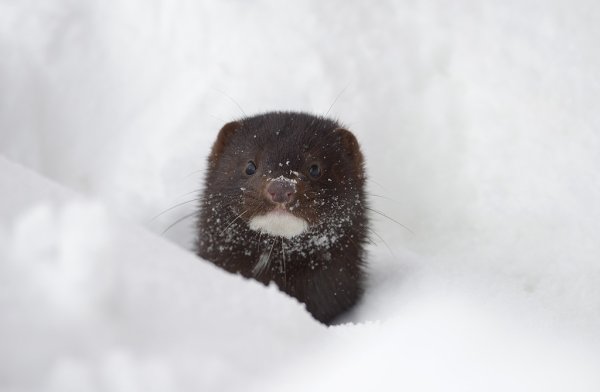 Европейская норка зимой