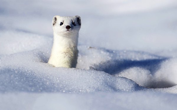 Песец и горностай