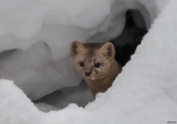Енисейский Соболь