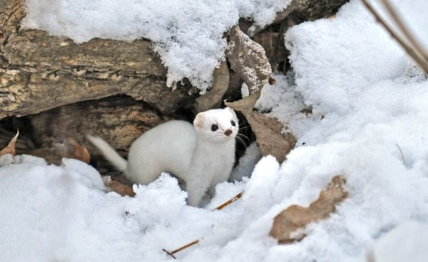 Ласка зверек зимой